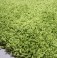 Товар №954